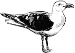 Gull by Julius B Stafford-Baker